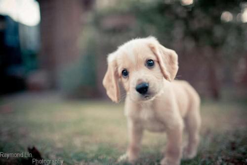 LoveOffDogs tweet picture