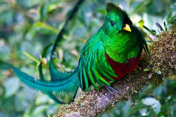 National Geographic Ar Twitter El Quetzal Ave Nacional De