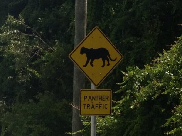 panther crossing