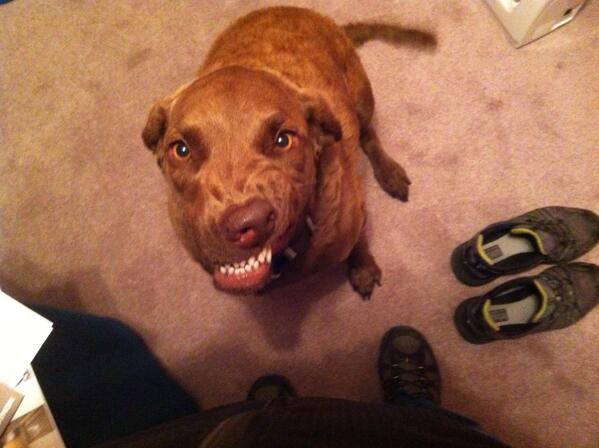 Ms_Jewers's tweet photo. Who's a happy dog? #whatasmile http://t.co/45y9W0Gq3A