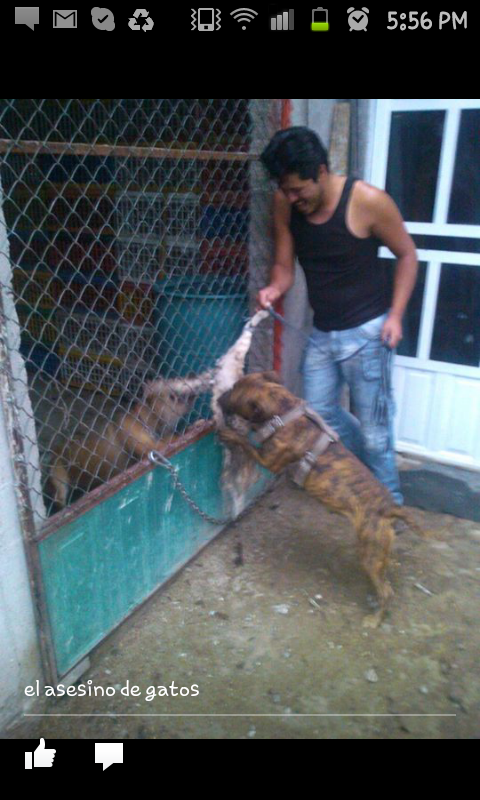 7Negra tweet picture