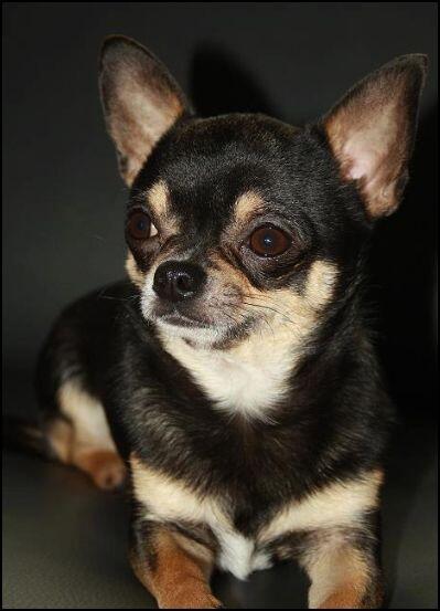 Githaatje's tweet photo. VERMIST: HOND TSUNAMI (tatoe) reu black&amp;tan Chihuahua, schuw 
#ROOSENDAAL #NB #DHver 12/7/13 http://t.co/fFZWjVh4NY http://t.co/HfKApC6WK9"