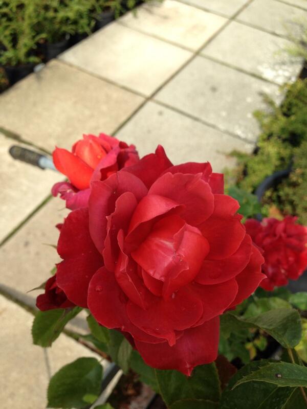 OuterspaceGc's tweet image. #Rosa &quot;Hot Chocolate&quot;
#mine