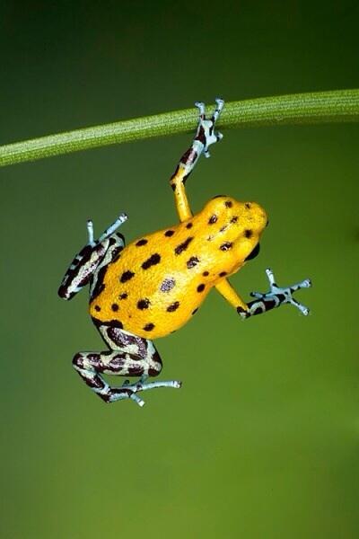 指二本でグヌヌヌ・・・