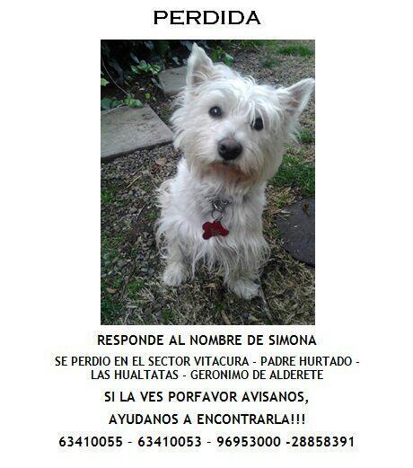 Dani_Riveros_C's tweet photo. @Perros_Cl SE BUSCA SIMONA!!! http://t.co/LolUW0plpD