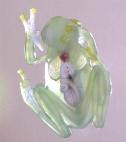 ガラスガエルの体の中