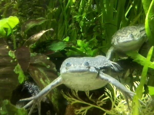 水中のアフリカツメガエル