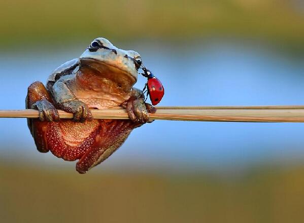 テントウ虫の、ナイショ話