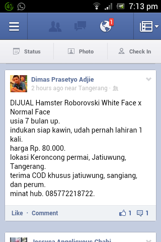 Jurasix55's tweet photo. Dijual hamster montok. Lobang pantatnya udah kemasukan Toge. Harga bisa nego. SIAP DINIKAHKAN. CP : @DimasPrasetyoA8 http://t.co/zrDUx1NTxF