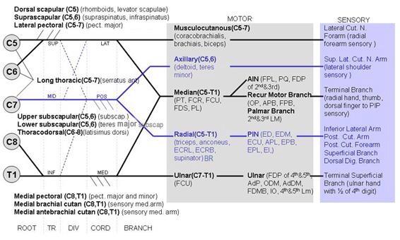 OrthoHub's tweet photo. Brachial plexus motor and sensory supply http://t.co/q8ndu7Eu36
