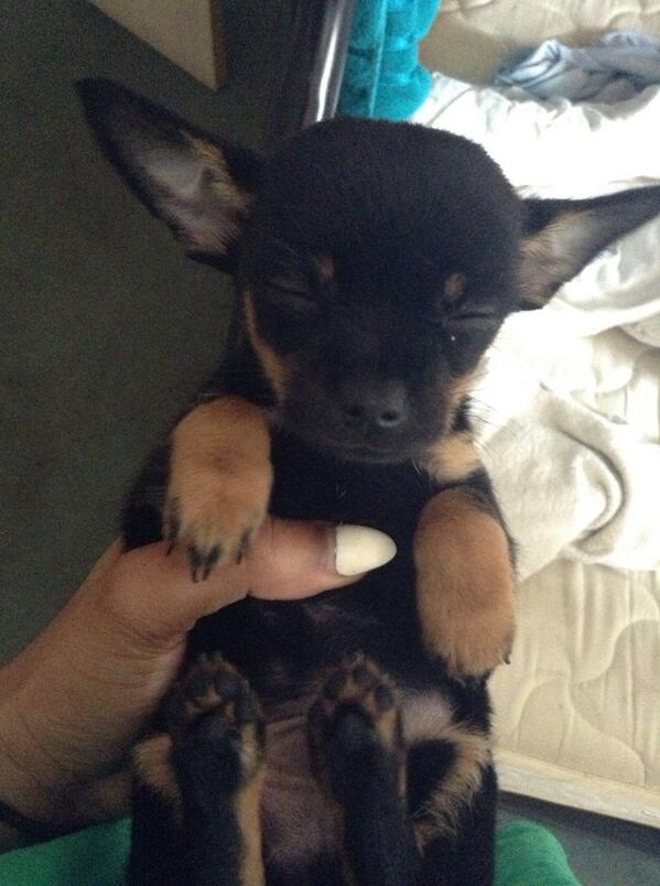 KaceyRenee_'s tweet photo. Milo is tired awwww http://t.co/rWyJbxyIuA