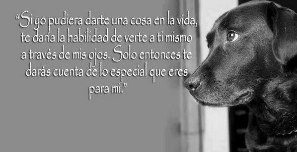 Animales En Apuros tweet media