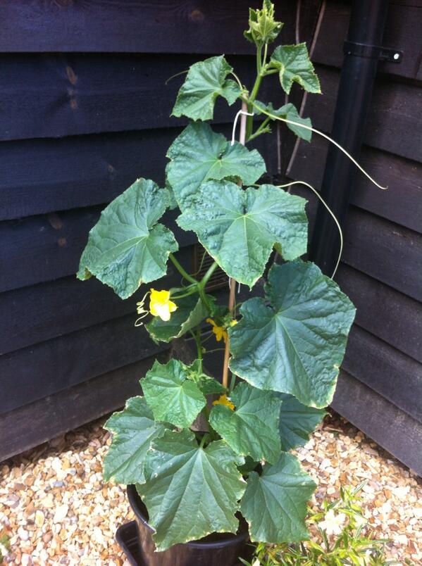 barnroundhurst's tweet photo. ... and 3 days ago, look at my beautiful flowers! #GrowYourOwn http://t.co/MSRB6H15rX