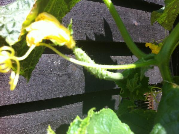 barnroundhurst's tweet photo. ... and today! Our little cucumbers are starting to form, thank you sunshine! #GrowYourOwn http://t.co/hl5u9lJbeF