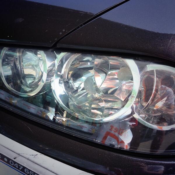 Found a dead mosquito in Alfa 159 headlamps! Beat that!!