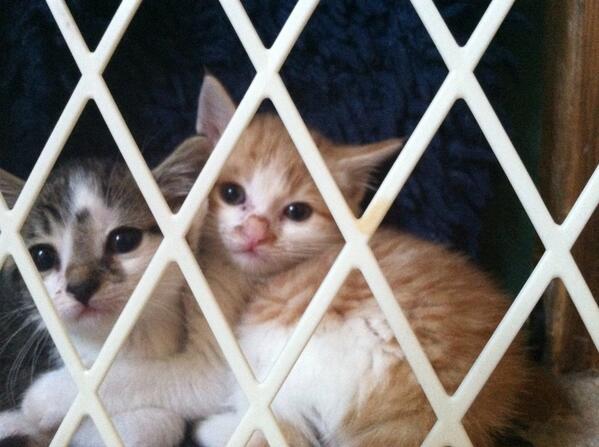 JDers_'s tweet photo. Our kitties are best friends already @Tie_ler_ http://t.co/Bw9kZagCR9