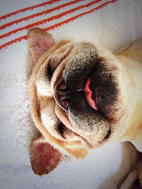 LockettFrenchie's tweet photo. Love da afternoon bellyrubz. http://t.co/ZSaN94D3OL