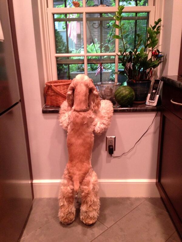 JuniDog's tweet photo. What's that?!? A bird? http://t.co/IH5kF9YPX8