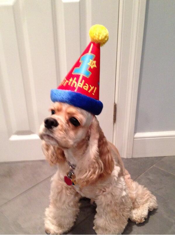 JuniDog's tweet photo. I'm one! http://t.co/vW8HFFjlMQ