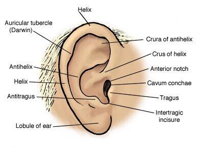 SaudiORL's tweet photo. #otolaryngology 
External ear anatomy http://t.co/Obra6FZnpC