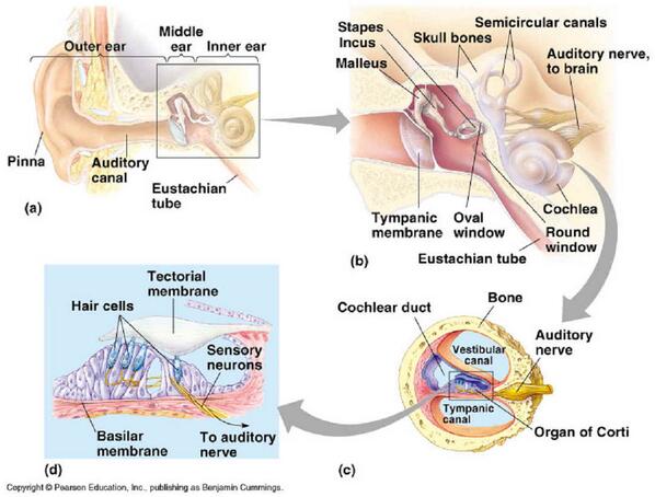 SaudiORL's tweet photo. #otolaryngology

Anatomy of inner ear http://t.co/d576anWLk9