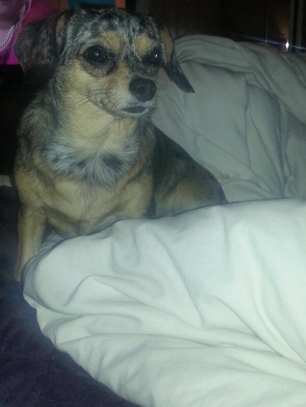 Missy_Chiweenie's tweet photo. Mesmerised by Daddies Chicken #puppydogeyes #givemechicken #pleasedaddy http://t.co/0zvnQM5FsF