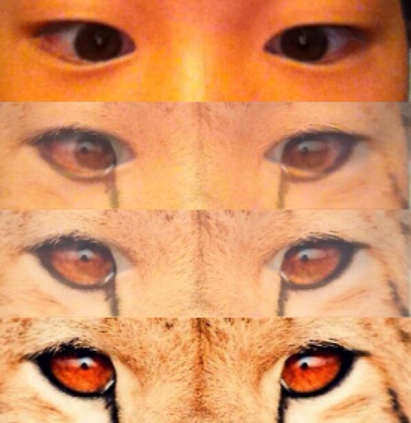 potatostuff0's tweet photo. #eyes #pretty #cheetah #RAWR http://t.co/C6vann2ucq