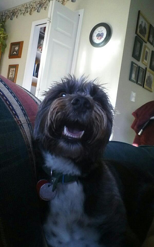 brooklesj's tweet photo. I missed this boy! http://t.co/SUU5JEhvm8