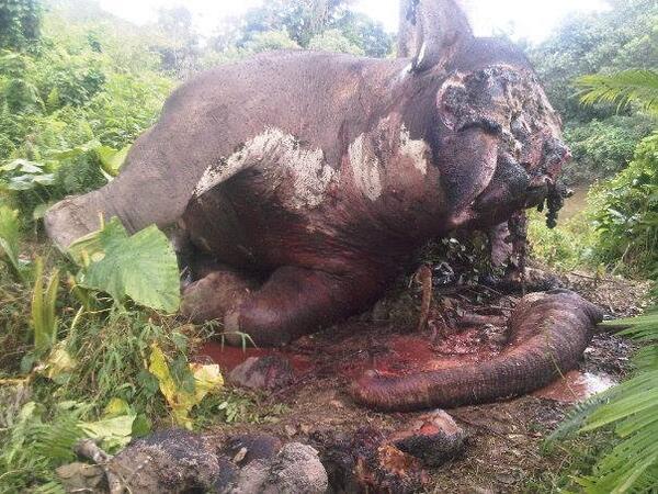 Download 71 Gambar Gajah Jantan  Gratis HD