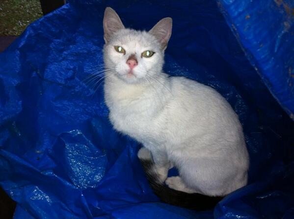 Miss_Gsus's tweet image. Er is toch wel iemand die zijn kat mist?? #omgeving #zuidbroek