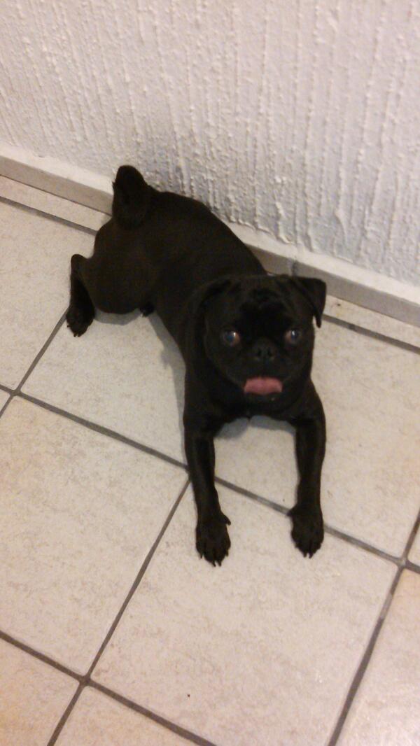 Hachithepug tweet picture