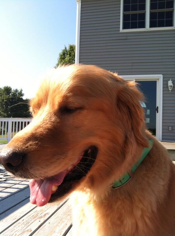 CatherineAP's tweet photo. Bear happy boy:) http://t.co/2ZDn2hkt1g