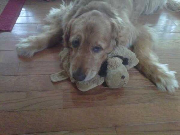 i_Luv_Shadow's tweet photo. HAPPY 14th BIRTHDAY TO THE BEST DOG IN THE UNIVERSE!!!!!!!!!!!!!!!!!!! Please Please #RT for him it would mean alot<3 http://t.co/Wwb5jcGbXw