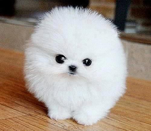 LoveOffDogs tweet picture