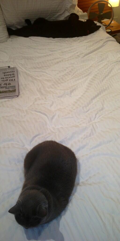 JamesDabPlus's tweet image. Sunday night in Newtown.. such a hard life for these two kitties!