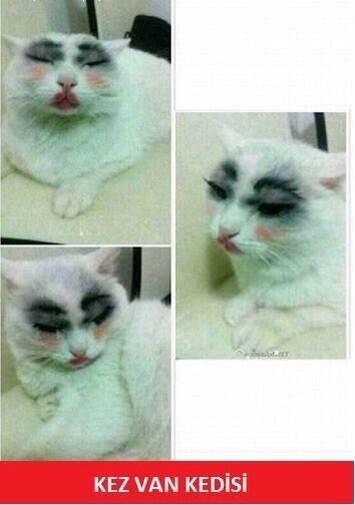 thecat_follow tweet picture