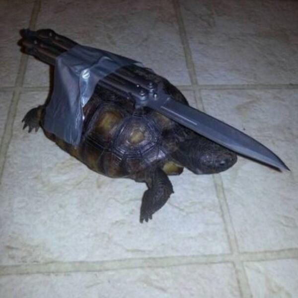 TYDGilbert's tweet photo. This is going to be the next animal i buy to guard my house! http://t.co/GTZCgGDdq0