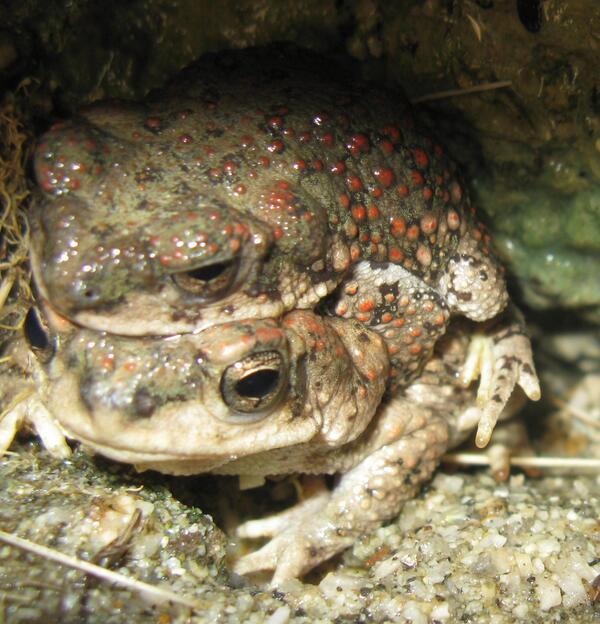 JuliaLynam's tweet photo. @ArchesNPS  Am I allowed two entries? Toad love! http://t.co/adNMg9P82G