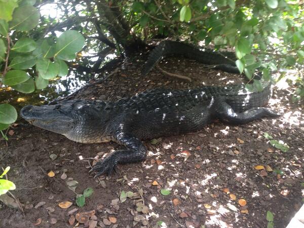 ydwp2013's tweet photo. At the Everglades http://t.co/kN0HsYxhkD