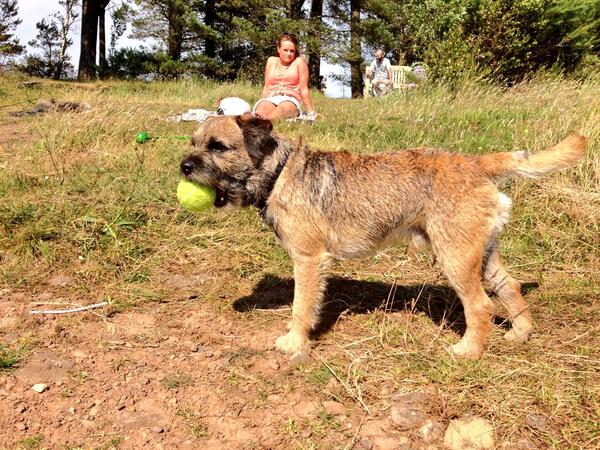 HugoTheBorder's tweet image. Sum pics of my day at the reservoir 2day. Had a pawfect day with my mum &amp;amp; dad.