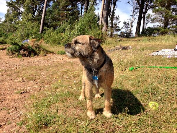 HugoTheBorder's tweet image. Ahhh dis iz the life!!! Wind in my my fur n not a care in the world.