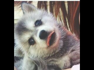 D_AraIntan's tweet photo. Imut dan Lucu yah ♥ @DaraInsanii @rbfitriyani @_LisaVanila @NurfikaFidia @zenithOlayinka http://t.co/sFFiBWfzkB