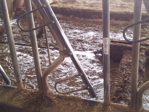MorenoTallon98's tweet photo. Vacas mu bonitas y to eso pero luego mirar al suelo y ver rios de mierda y meaos. @sergiomoya5 @davizz_94 @lopezzini http://t.co/nzQKZ5l60J