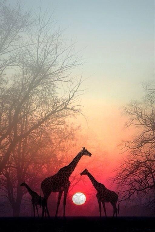 incredibleviews's tweet image. Sunset In Africa