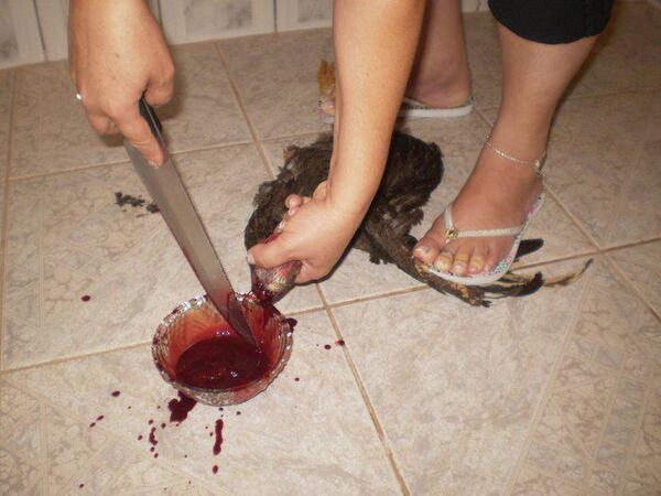 samisamox's tweet photo. جربي تدبحي اي طير اوحيوان وشوفي شعورك حيكون ازاي http://t.co/9H0AVqjU8j