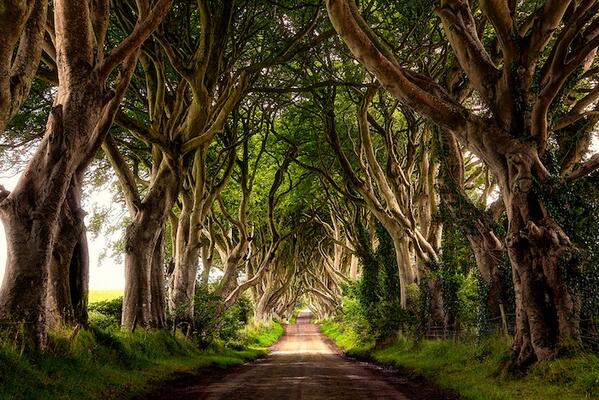 世界は美しい 北アイルランドの木のトンネル ザ ダークヘッジ T Co Zm386r0r0l