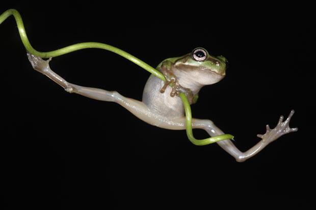カエル画像 Frog Pic Twitter