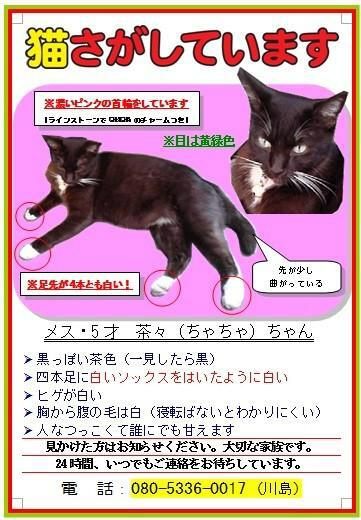 YUZINCAT's tweet photo. “@emma_rayzo: ★大阪西区で猫捜索中★
No.289_大阪市西区九条／茶々ちゃん／5才／めす／四肢先に白足袋、黒に近いこげ茶の猫（胸毛は白いの）／飼主：CHACHAmamaさん（@YUZINCAT） #猫 #迷子 #大阪 http://t.co/0aEwPuromp”