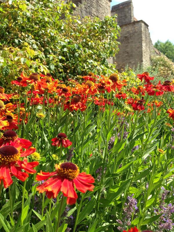 OuterspaceGc's tweet image. #helenium