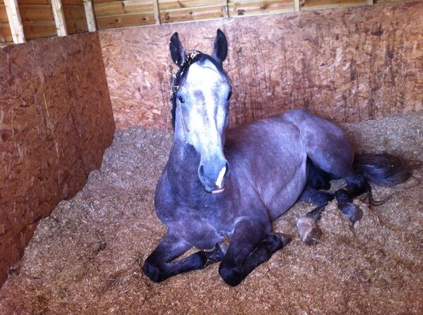 georgiexro's tweet photo. Nap time .... Comfy @Equibright, he says http://t.co/zO97wY27L7